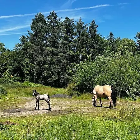 Dom wakacyjny Drumbar Donegal Town